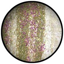 PEGGY SAGE SMALTO MINI JINGLE NAILS 105591 BEAUTY QUEEN